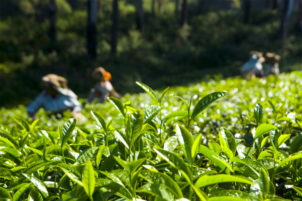 Organic Tea company in Kolkata